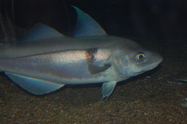 フィッシュアンドチップスに使われる魚のhaddock